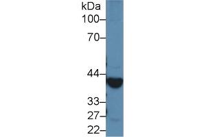 Detection of ADH1 in Rat Liver lysate using Polyclonal Antibody to Alcohol Dehydrogenase 1 (ADH1) (ADH1 anticorps  (AA 169-370))