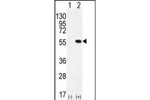 Western blot analysis of PRMT2 (arrow) using rabbit polyclonal PRMT2 Antibody  (ABIN387837 and ABIN2843934). (PRMT2 anticorps  (C-Term))
