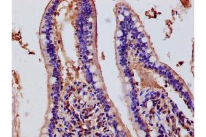 Immunohistochemistry of paraffin-embedded human small intestine tissue using ABIN7150690 at dilution of 1:100 (DUOX2 anticorps  (AA 1-100))