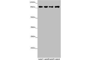 Western blot All lanes: COG4 antibody at 4. (COG4 anticorps  (AA 506-785))