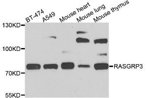 Western blot analysis of extracts of various cell lines, using RASGRP3 antibody. (RASGRP3 anticorps  (AA 540-689))