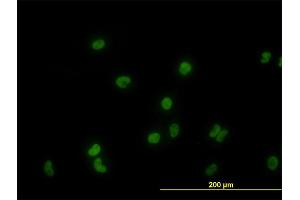 Immunofluorescence of monoclonal antibody to GATA2 on HeLa cell. (GATA2 anticorps  (AA 1-102))