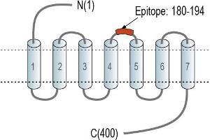 anti-Opsin 3 (OPN3) (AA 180-194), (Extracellular), (Loop 2) antibody