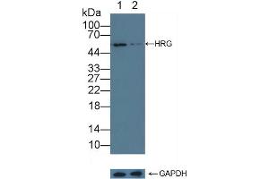 Knockout Varification: Lane 1: Wild-type K562 cell lysate, Lane 2: HRG knockout K562 cell lysate, Predicted MW: 59kd Observed MW: 55kd Primary Ab: 1 μg/mL Rabbit Anti-Human HRG Antibody Second Ab: 0.