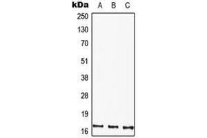 Western blot analysis of HMGA1 expression in Hela (A), Raw264.
