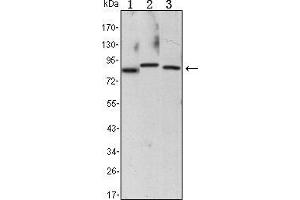 Western blot analysis using CHUK mouse mAb against Raji (1), Jurkat (2) and THP-1 (3) cell lysate. (IKK alpha anticorps)
