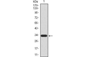 Western blot analysis using UTF1 antibody against HEK293 (1) and UTF1 (AA: 148-214) -hIgGFc transfected HEK293 (2) cell lysate. (UTF1 anticorps  (AA 148-214))