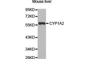 Western Blotting (WB) image for anti-Cytochrome P450, Family 1, Subfamily A, Polypeptide 2 (CYP1A2) antibody (ABIN1872162) (CYP1A2 anticorps)