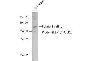 Western blot analysis of extracts of Rat brain, using Folate Binding Protein(FBP) / FOLR1 antibody (ABIN7267224) at 1:1000 dilution. (FOLR1 anticorps  (AA 25-93))