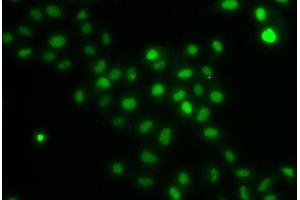 Immunofluorescence analysis of U2OS cells using HIRIP3 Polyclonal Antibody