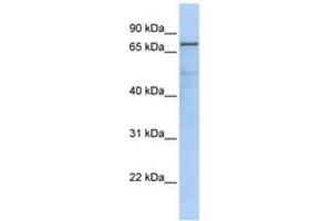 Image no. 1 for anti-Guanine Monophosphate Synthetase (GMPS) (AA 251-300) antibody (ABIN6741034) (GMP Synthase anticorps  (AA 251-300))