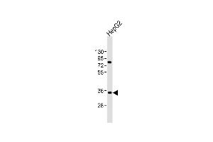 Anti-AKR7L Antibody (N-Term)at 1:2000 dilution + HepG2 whole cell lysates Lysates/proteins at 20 μg per lane. (AKR7L anticorps  (AA 32-64))
