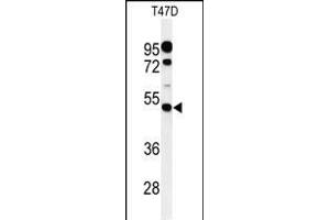 Western blot analysis of PIGM Antibody (C-term) (ABIN650949 and ABIN2840006) in T47D cell line lysates (35 μg/lane). (PIGM anticorps  (C-Term))