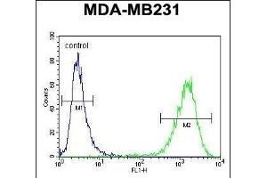 C Antibody (Center) (ABIN654467 and ABIN2844201) flow cytometric analysis of MDA-M cells (right histogram) compared to a negative control cell (left histogram). (CF150 (AA 266-295) anticorps)