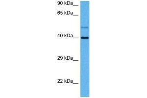 Host:  Rat  Target Name:  GJA8  Sample Tissue:  Rat Skeletal Muscle  Antibody Dilution:  1ug/ml