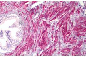 Anti-PMEPA1 antibody IHC staining of human prostate, smooth muscle. (PMEPA1 anticorps  (AA 101-150))