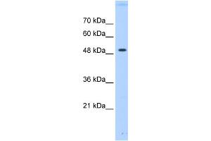 WB Suggested Anti-PTPN1 Antibody Titration:  0. (PTPN1 anticorps  (Middle Region))