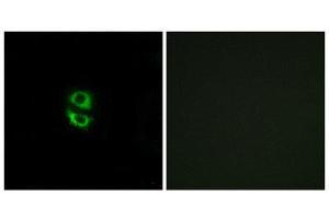 Immunofluorescence (IF) image for anti-Ribosomal Protein L39 (RPL39) (N-Term) antibody (ABIN1850638) (RPL39 anticorps  (N-Term))