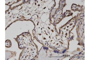 Immunoperoxidase of monoclonal antibody to ATP6V1A on formalin-fixed paraffin-embedded human placenta.