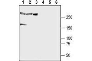 Western blot analysis of mouse brain (lanes 1 and 4), rat brain (lanes 2 and 5) and human brain neuroblastoma cells (SH-SY5Y) (lanes 3 and 6): - 1-3.