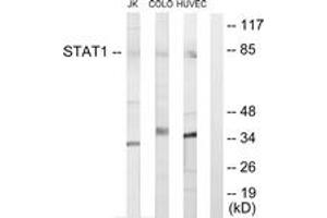Western blot analysis of extracts from Jurkat cells/COLO205 cells/HuvEc cells, using STAT1 Antibody. (STAT1 anticorps  (AA 141-190))