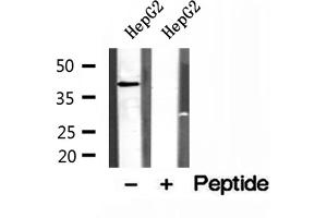 Western blot analysis of extracts of HepG2 cells, using PSAT1 antibody.