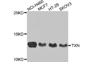 Western blot analysis of extracts of various cell lines, using TXN antibody. (TXN anticorps)