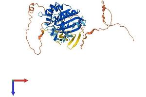 AlphaFold protein structure predicition of Human Recombinant APOBEC4 Protein, UniprotID Q8WW27