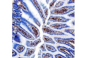 IHC analysis of CD31/Pecam1 using anti-CD31/Pecam1 antibody (ABIN7601662). (CD31 anticorps  (AA 41-258))