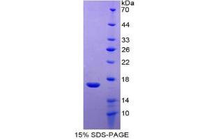 SDS-PAGE analysis of Dog RANTES Protein. (CCL5 Protéine)