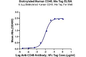 Immobilized Biotinylated Human CD40, His Tag at 1 μg/mL (100 μL/well) on the plate.