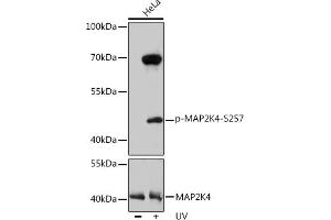 Western blot analysis of extracts of HeLa cells, using Phospho-MK4-S257 pAb  at 1:1000 dilution or MK4 antibody (ABIN7268641). (MAP2K4 anticorps  (pSer257))