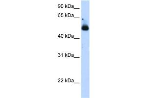 WB Suggested Anti-TRIM21 Antibody Titration:  1. (TRIM21 anticorps  (C-Term))
