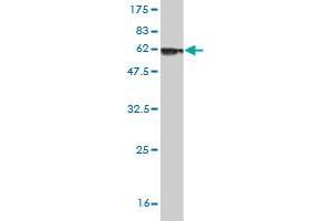Western Blot detection against Immunogen (65. (Decorin anticorps  (AA 1-359))