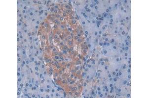 Used in DAB staining on fromalin fixed paraffin- embedded pancreas tissue
