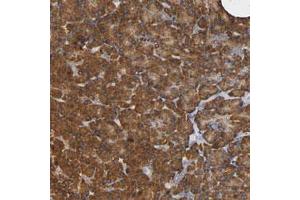 Immunohistochemical staining (Formalin-fixed paraffin-embedded sections) of human pancreas with NDUFS3 polyclonal antibody  shows strong cytoplasmic positivity in exocrine glandular cells. (NDUFS3 anticorps)