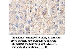 Image no. 1 for anti-Aldo-Keto Reductase Family 1, Member A1 (Aldehyde Reductase) (AKR1A1) antibody (ABIN791183) (AKR1A1 anticorps)