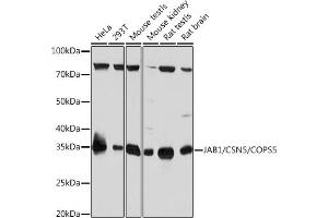Western blot analysis of extracts of various cell lines, using J/CSN5/COPS5 Rabbit mAb (ABIN7266497) at 1:1000 dilution. (COPS5 anticorps)
