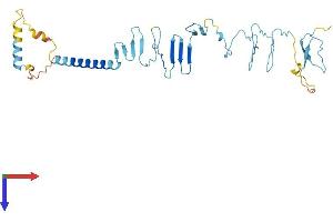 AlphaFold protein structure predicition of Mouse Recombinant Sgcb Protein, UniprotID P82349