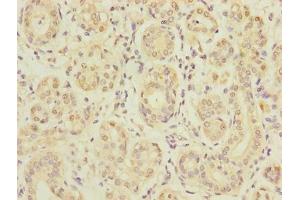 Immunohistochemistry of paraffin-embedded human salivary gland tissue using ABIN7170019 at dilution of 1:100