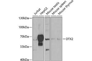 Western blot analysis of extracts of various cell lines, using DTX2 antibody (ABIN6127799, ABIN6139853, ABIN6139854 and ABIN6223266) at 1:1000 dilution. (DTX2 anticorps  (AA 1-280))