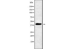 Western blot analysis of PEX12 using LOVO whole cell lysates (PEX12 anticorps  (Internal Region))