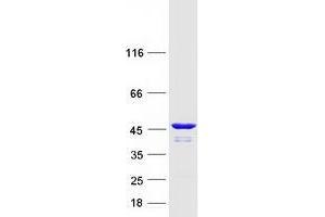 Validation with Western Blot