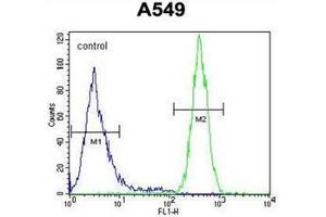 Flow cytometric analysis of A549 cells using GOLGA2L1 Antibody (C-term) Cat. (GOLGA2P5 anticorps  (C-Term))