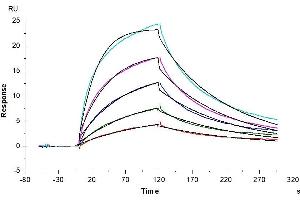 Anti-MASP2 Antibody captured on CM5 Chip via Protein A can bind Human MASP2, His Tag with an affinity constant of 3.