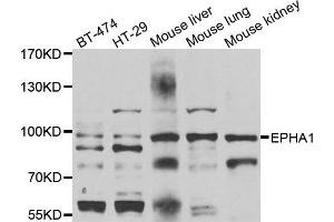 Western blot analysis of extracts of various cell lines, using EPHA1 antibody. (EPHA1 anticorps)