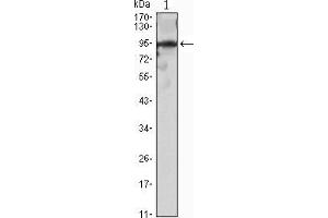 Western blot analysis using SNAI2 mouse mAb against SNAI2(AA: 1-128)-hIgGFc transfected HEK293 cell lysate. (SLUG anticorps)