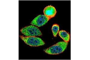 Image no. 1 for anti-Cyclin-Dependent Kinase Inhibitor 1B (p27, Kip1) (CDKN1B) (C-Term) antibody (ABIN358766)