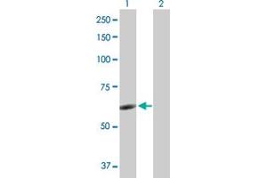 Western Blot analysis of NR6A1 expression in transfected 293T cell line by NR6A1 MaxPab polyclonal antibody. (NR6A1 anticorps  (AA 1-475))