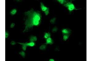 Anti-NDEL1 mouse monoclonal antibody (ABIN2454897) immunofluorescent staining of COS7 cells transiently transfected by pCMV6-ENTRY NDEL1 (RC212323). (NDEL1 anticorps)